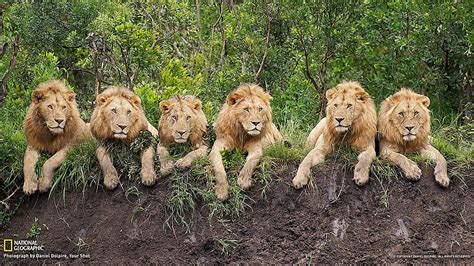 Lions Resting Animal Leu Lion All Big Cat Cat Hd Wallpaper Peakpx