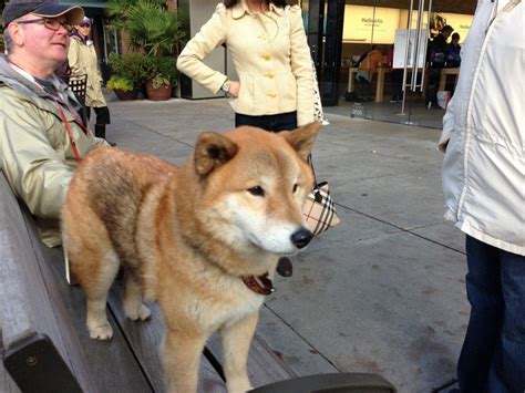 If you are looking to buy or sell shiba inu, binance is currently the most active. Cute shiba inu : aww