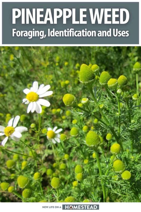 Pineapple Weed Foraging Identification Uses And Much More