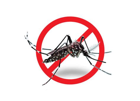 10200 Dengue Stock Photos Pictures And Royalty Free Images Istock