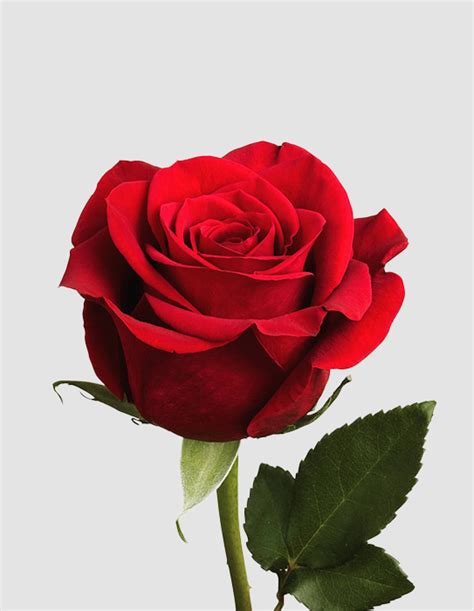 Beautiful Single Rose Vitalcute