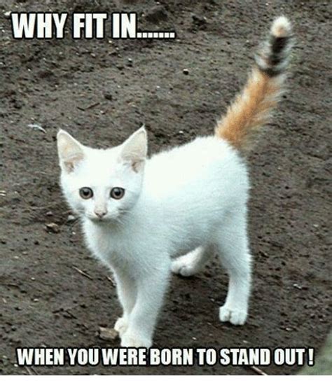Get The Suprising Funny Cat Gym Memes Hilarious Pets Pictures