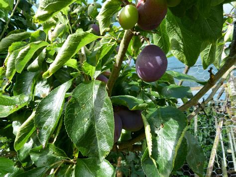 We did not find results for: Diagnostic leaf atlas - Suffolk Fruit and Trees - The ...