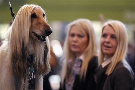 These 21 Dogs Look Exactly Like Their Owners Its Hilarious Boredombash