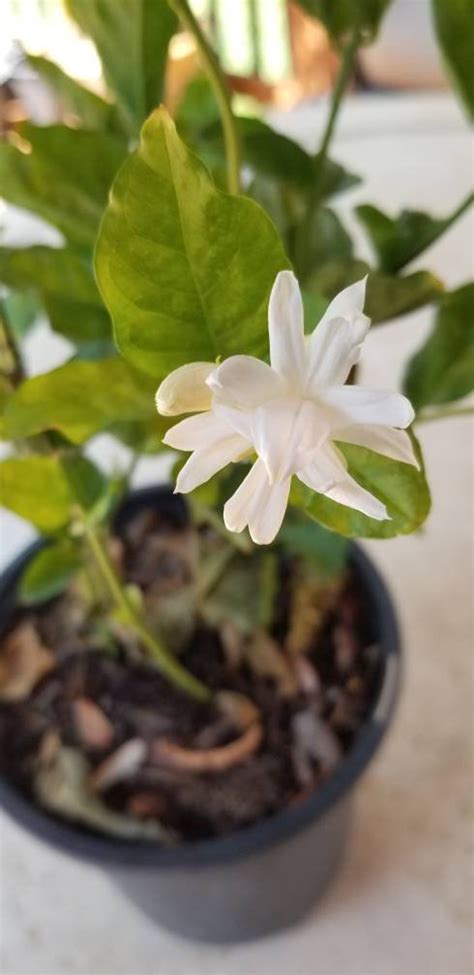 Jasmine Belle Of India Jasminum Sambac Plant Around Etsy