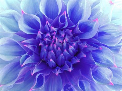 The dahlia flowers plant we make available in the market is known for giving highly aromatic flowers of white. Blue dahlia flower. Close-up. Macro — Stock Photo ...