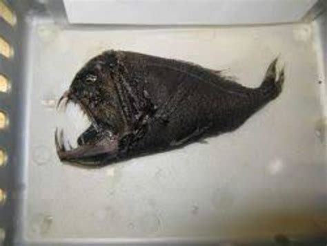These Ultra Black Fish Are Almost Invisible Cloaked In Natures