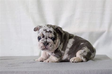 Blue Tan Merle Girl Is A French Bulldog Puppy For Sale In Boston Ma