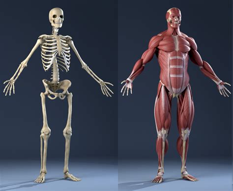 Realistic Anatomy Skeleton Muscles 3d Model