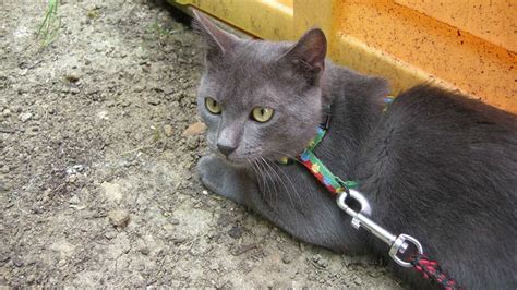 Chartreux Cat Pictures And Information Cat