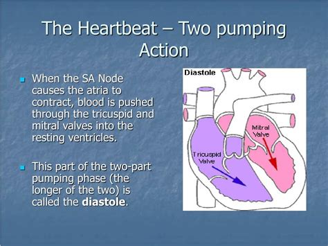 Ppt Structure And Function Of The Heart Powerpoint Presentation Free
