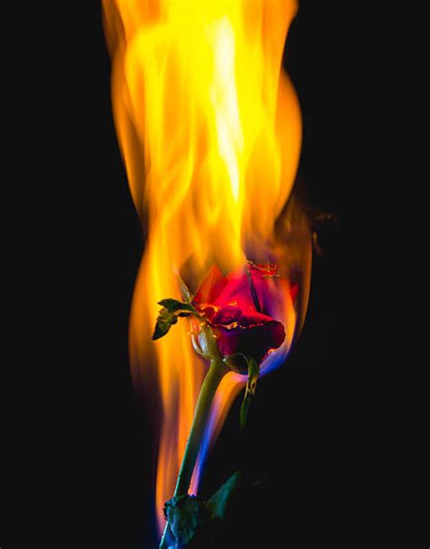 Best Rose On Fire Stock Photos Pictures And Royalty Free Images Istock