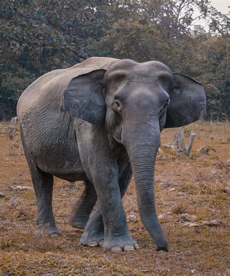 Elephant With Long Trunk Fotografixs