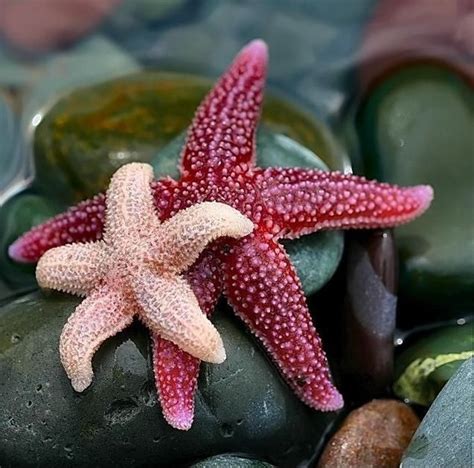Do They Know They Are Stars Beautiful Sea Creatures Ocean