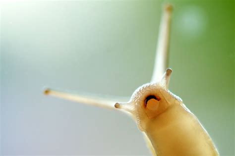 Photo Smile By Bridgephotography Snail Pet Snails Slugs