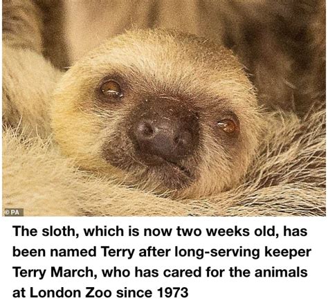 Two Toed Baby Sloth Suprises Zookeepers With Speedy Birth Pics Video