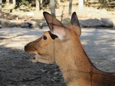 Sika Deer Doe Tapir Girl Flickr