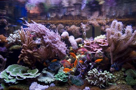 Reef Tank Photo Galleries Marine Aquarium Pictures