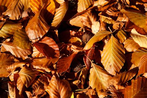 Brown Beech Leaves Free Stock Photo Public Domain Pictures