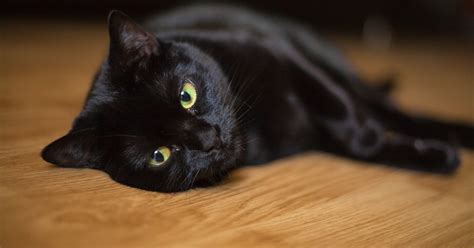 5 Creepy Cat Myths And Where They Came From