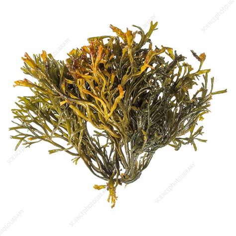 Channelled Wrack Seaweed Stock Image F0121126 Science Photo Library