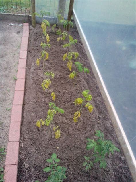 Wanneer je de naam frankrijk uitspreekt komen meteen alle bekende vakantieoorden voorbij. Blad tomatenplanten wordt geel - Moestuin Forum | Voor en ...