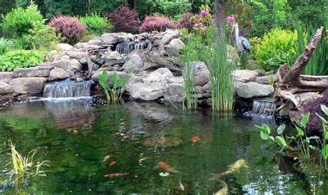 A koi pond should have enough space to hold at least 1,000 gallons of water. How Much Does a Koi Pond Cost in Maryland? | Premier Ponds - DC, MD, VA Pond Contractor