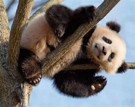 Baby Panda In Tree Stock Image Image Of Tree Panda 39718083