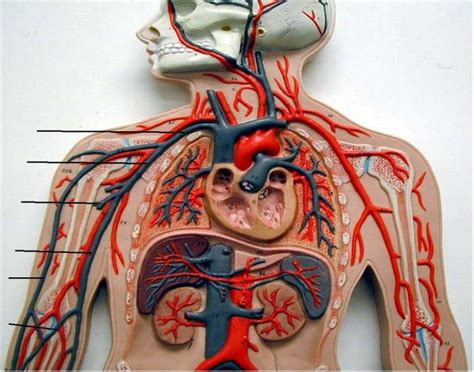 Heart blood flow system with blood vessel scheme. Blood vessels - Veins in arm & shoulder - PurposeGames