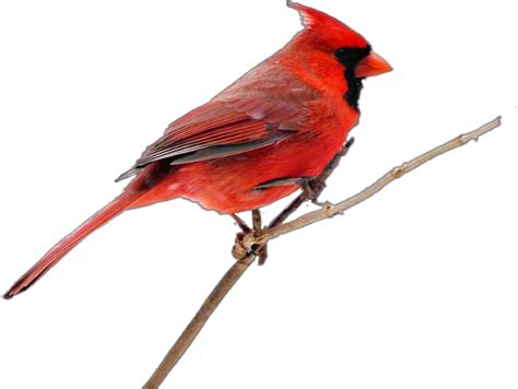 Pied Northern Cardinal Background Png Image Png Play