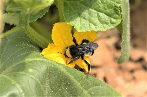 Blackstone group, a private equity giant, has owned a. Bumble Bee On Cucumber Bloom Free Stock Photo - Public ...