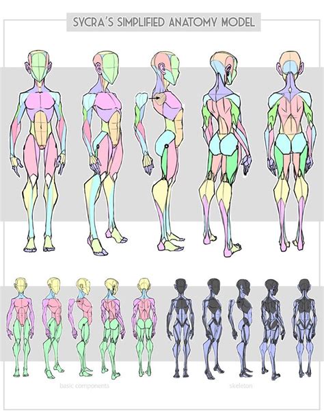 Pin De Aniol Porcel En Human Anatomy Ref Dibujo Anatomia Humana
