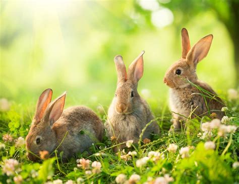 On The 1st Of The Month Dont Forget To Say Rabbit Rabbit Farmers