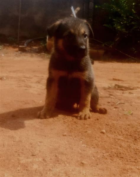 Gsd Puppies Available For New Home Pets Nigeria