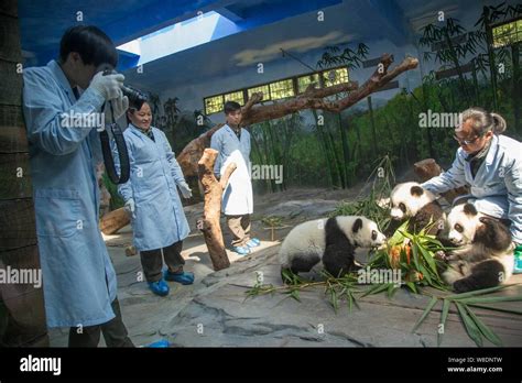 Chinese Singer Li Yuchun Left Takes Photos Of The Giant Panda