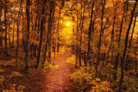 Forest Path Rays Of The Sun Autumn Beautiful Views Wallpapers