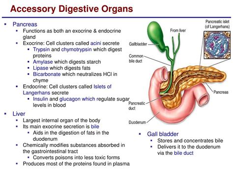 PPT - Lecture 18 The Digestive System PowerPoint Presentation, free