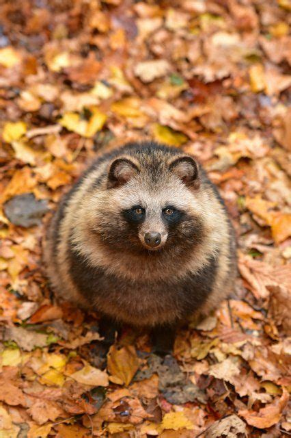54 Tanuki Ideas In 2021 Japanese Raccoon Dog Raccoon Dog Raccoon