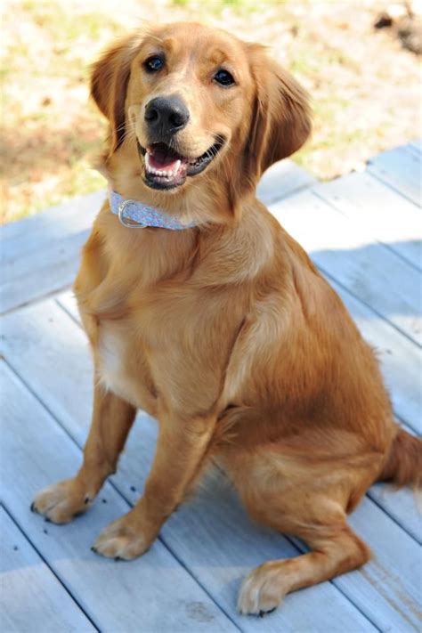There are two strains of them. I will own a Golden Retriever someday. So beautiful ...