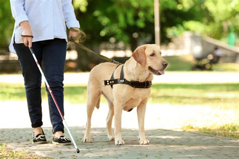 Selecting And Training Guide Dogs For The Blind E Training For Dogs