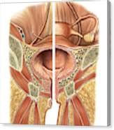 Urinary Bladder And Urethra Photograph By Asklepios Medical Atlas