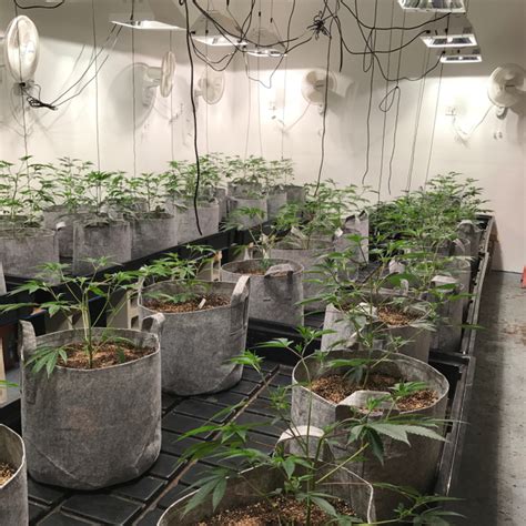 Indoor Grow Rooms Cannabis Grow Room Wall Panels