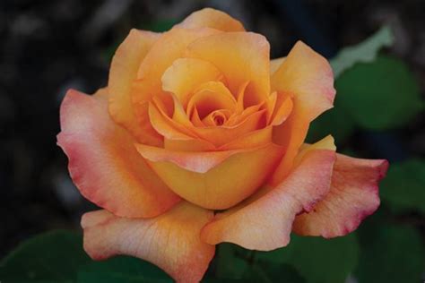 how to grow hybrid tea roses and old fashioned tea roses hgtv