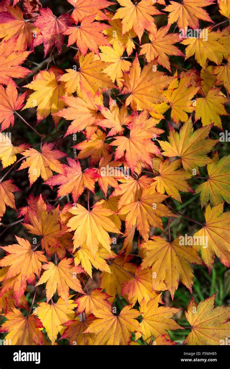 Acer Pseudosieboldianum Korean Maple Tree Leaves Changing Colour In