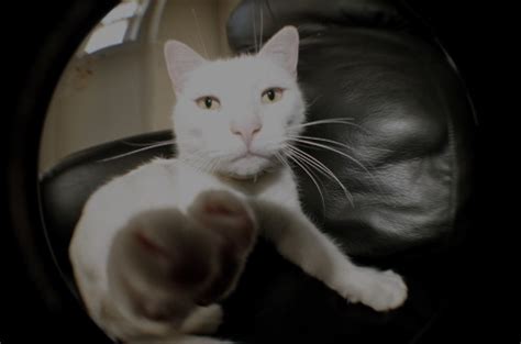 Cat Fisheye Hipster Indie Kitty Photography Image