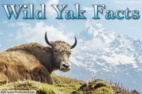 Wild Yak Facts For Kids And Adults Discover An Amazing Tundra Animal