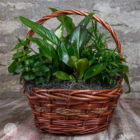 Assorted Green Plant Basket Steves Floral