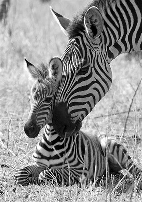 Zebra Mom And Baby Animal Kingdom Pinterest Mom Animais And Mothers