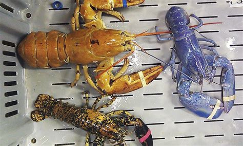 Preliminary research by rolf marschalek at. Fishermen baffled by new trend of colourful yellow, white ...