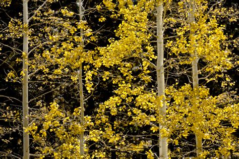 Nettkamera i nærleiken av aspen valley. Fall Aspen Stand | Yosemite Valley, CA | Fred Mertz ...